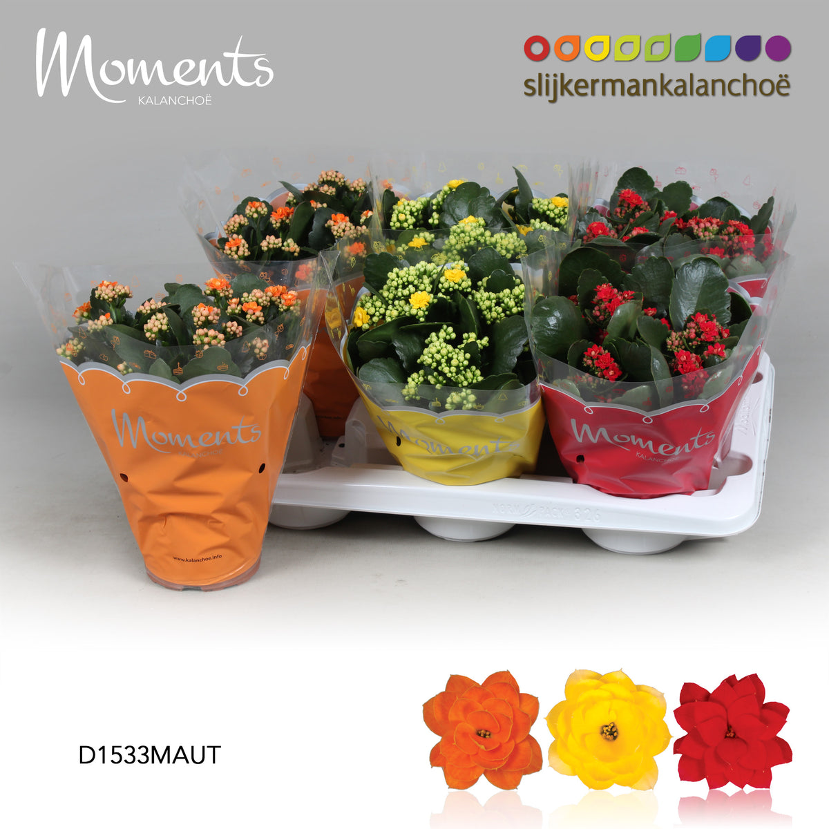 Kalanchoe mix 26cm 15cm Pot