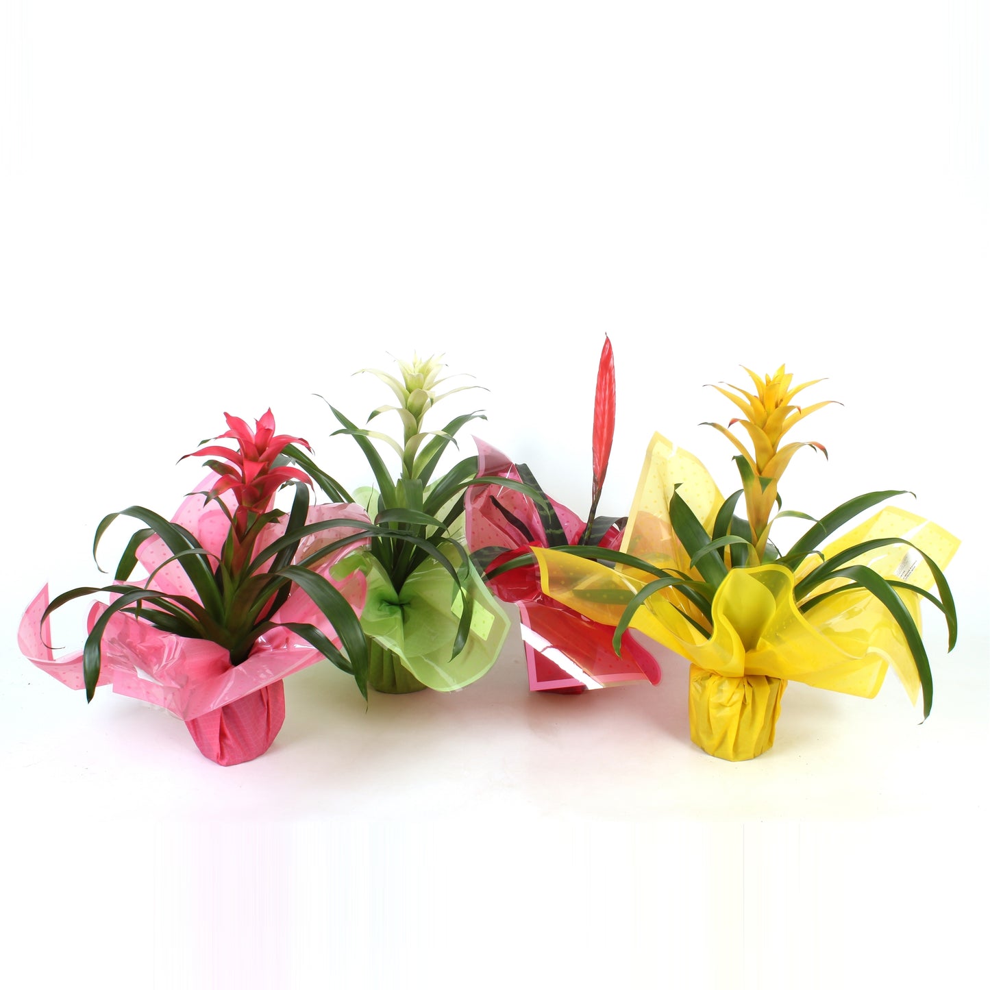 Bromelia mix 40cm 12cm Pot