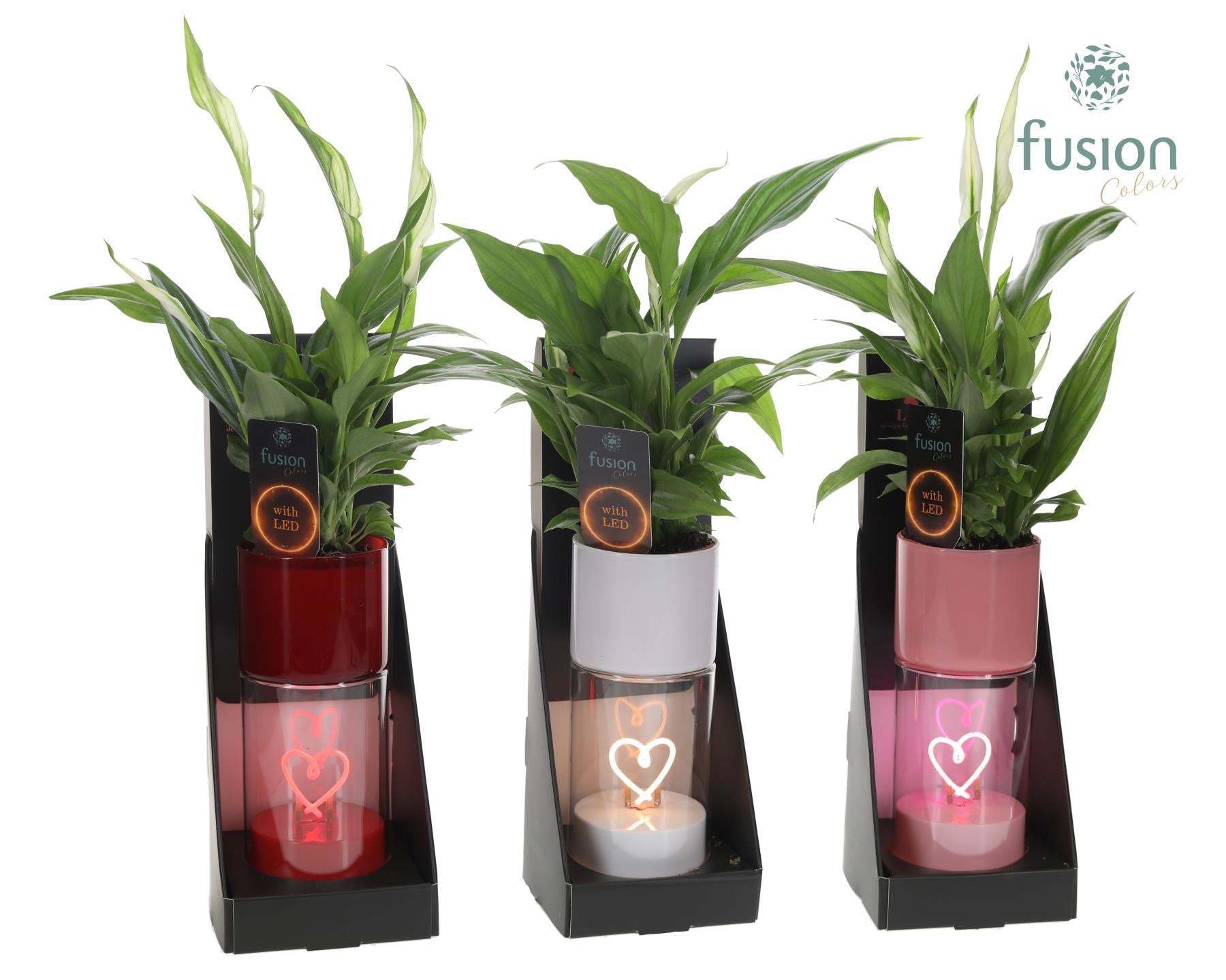 Glas LEDhartlicht planter met Spathiphyllum 43cm 7cm Pot