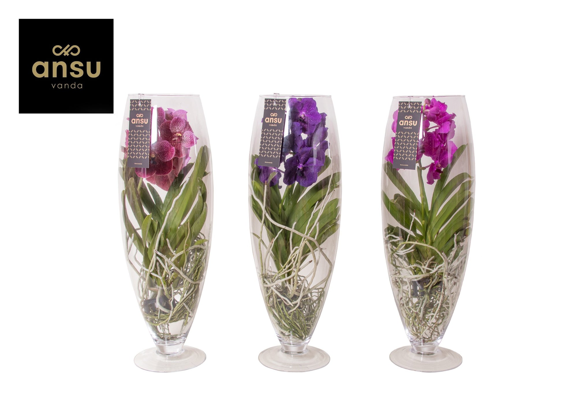 Vanda Champagne Mix 70cm 24cm Pot