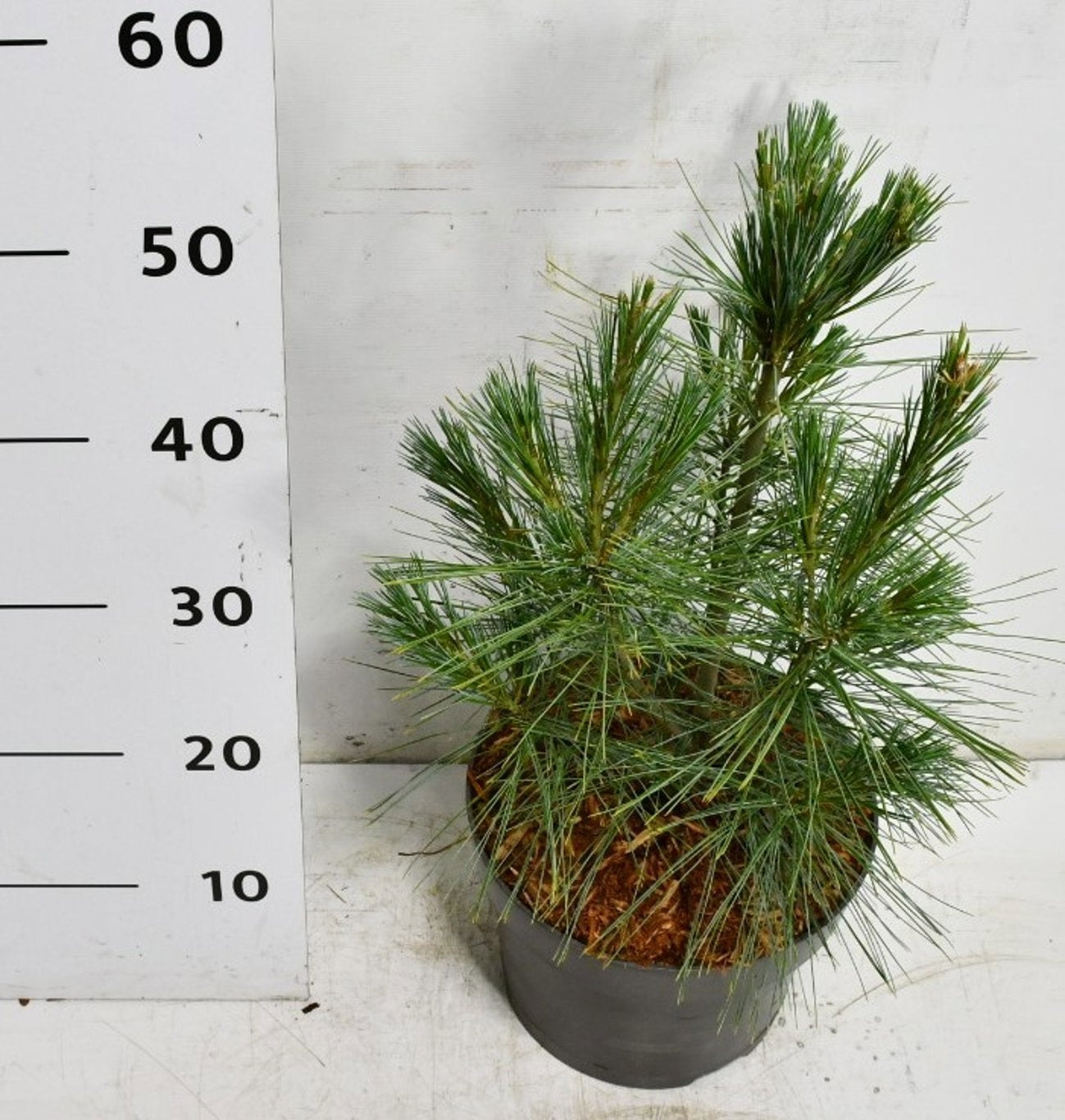 Pinus str. Fastigiata 65cm 23cm Pot