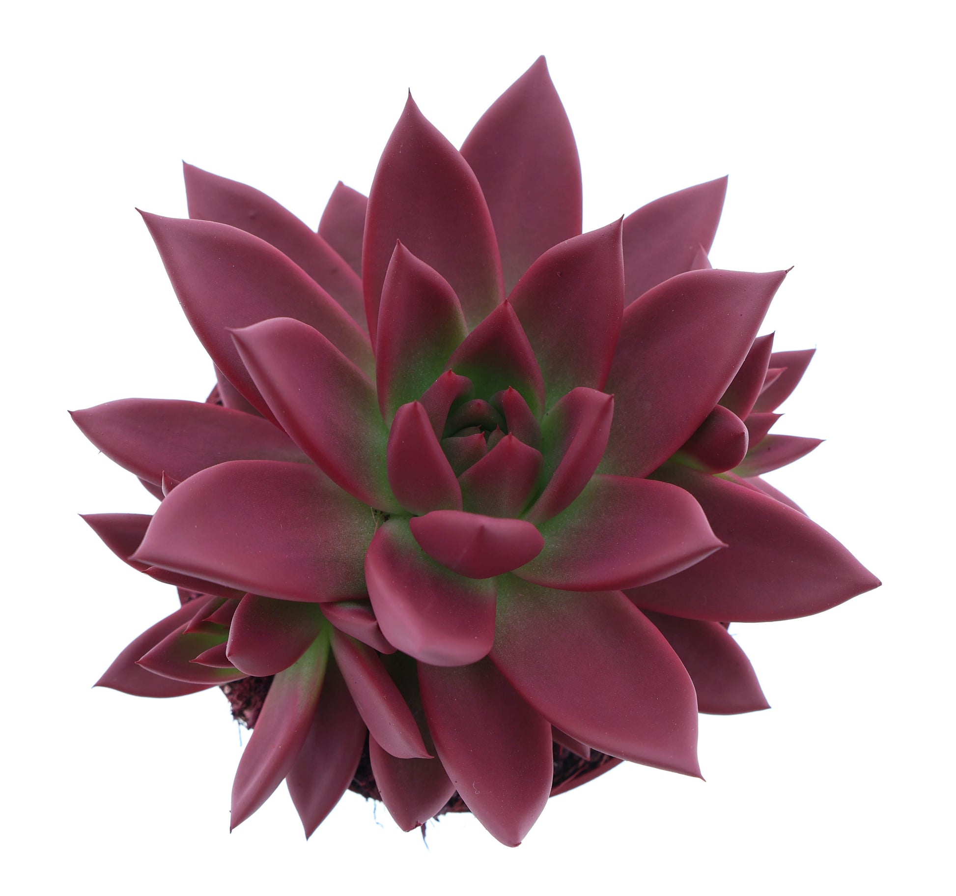 Rainbow bordeaux red 12cm 510cm Pot