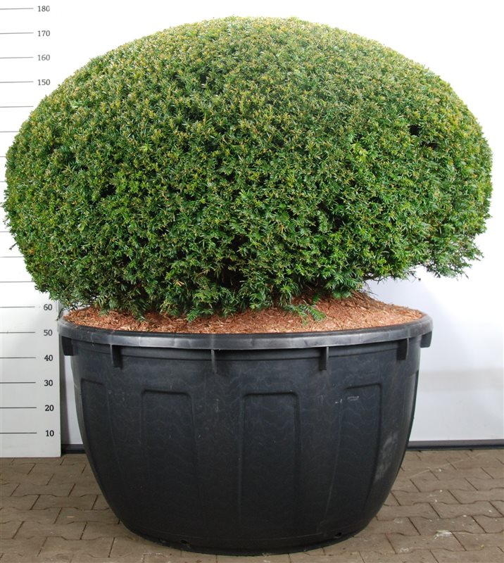 Taxus baccata 180cm 110cm Pot