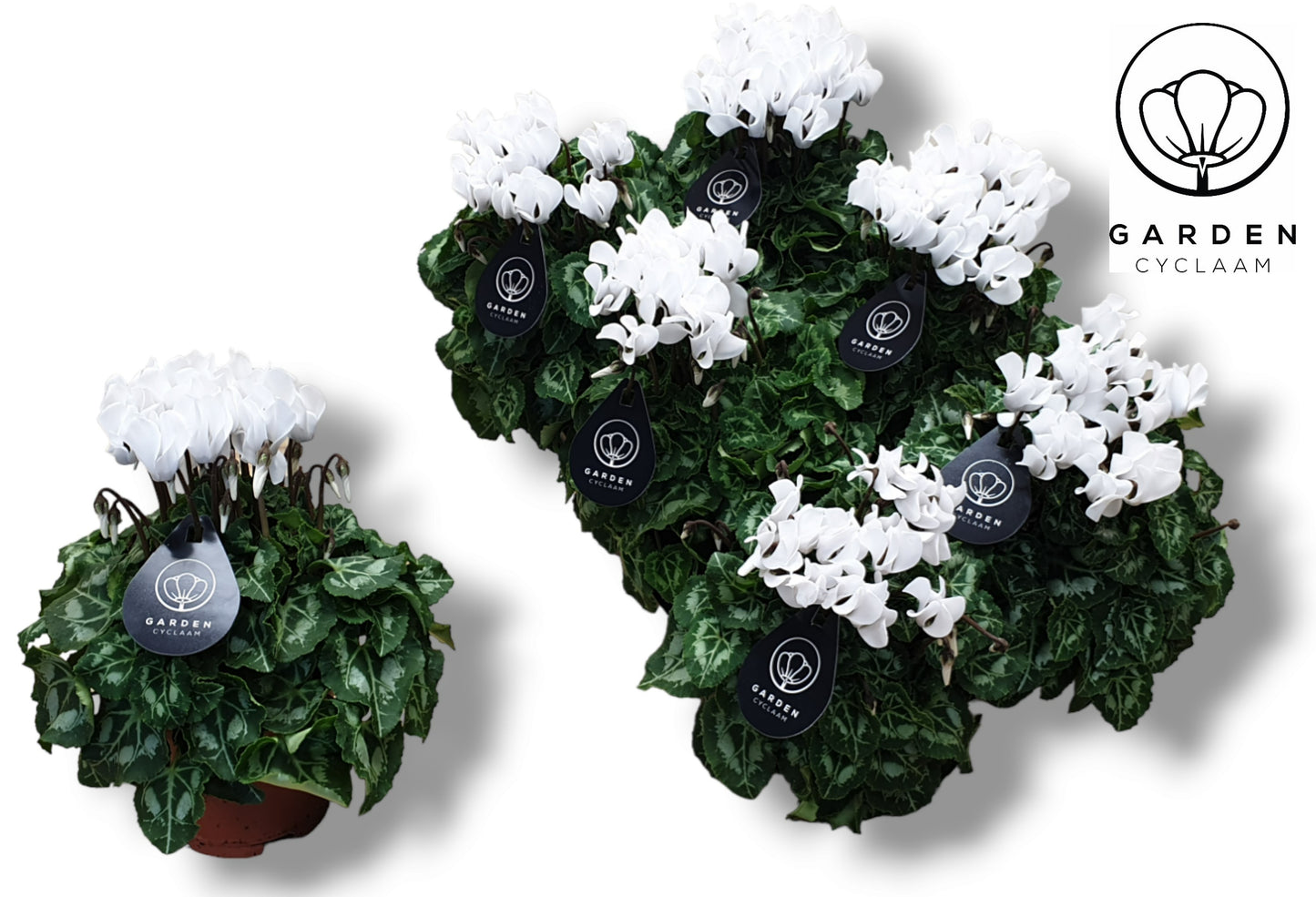 Cyclamen Garden white 25cm 510cm Pot