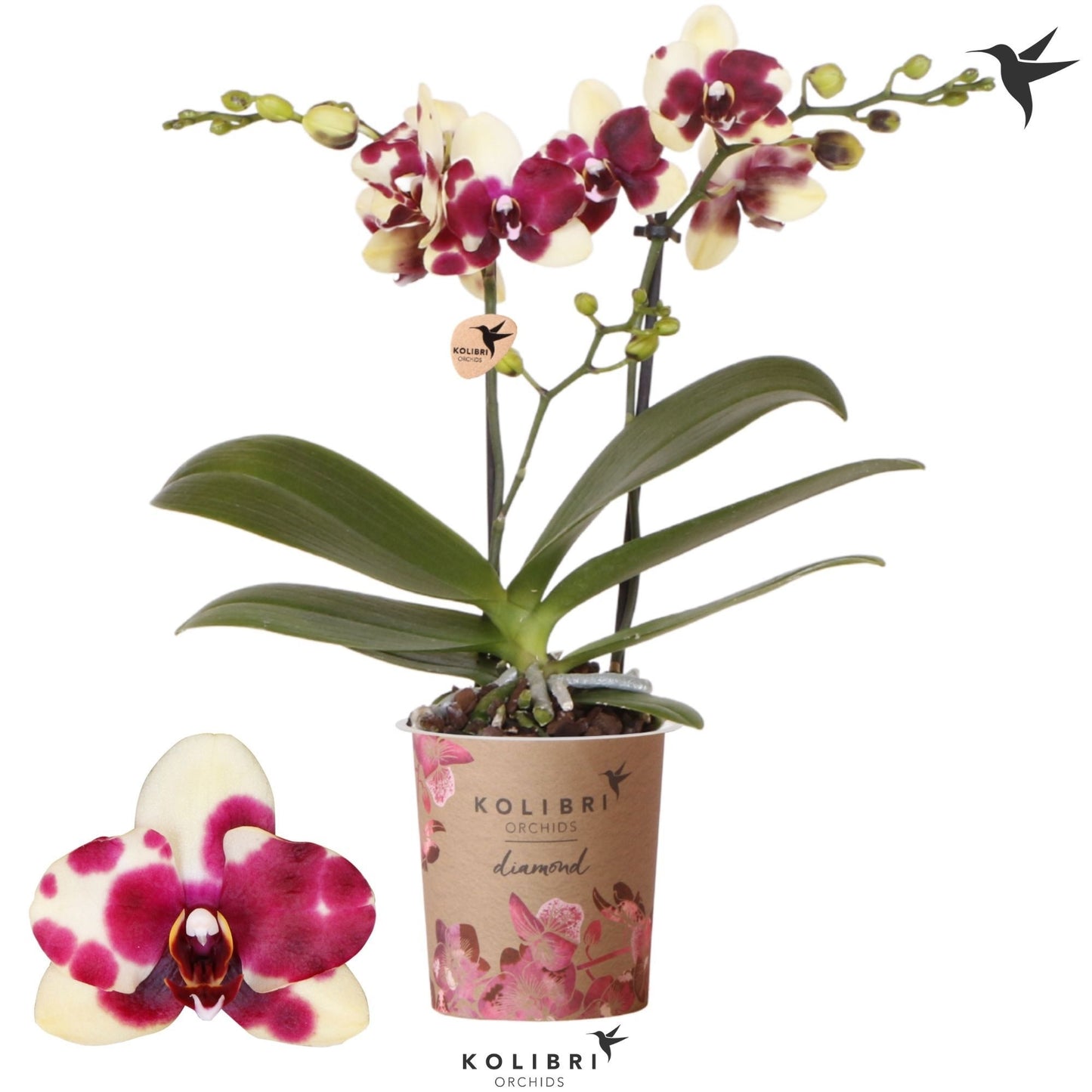 Phalaenopsis mf. Catania 40cm 9cm Pot