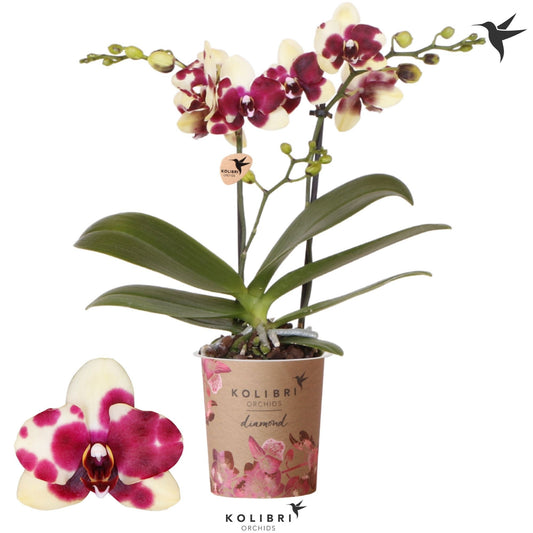 Phalaenopsis mf. Catania 40cm 9cm Pot