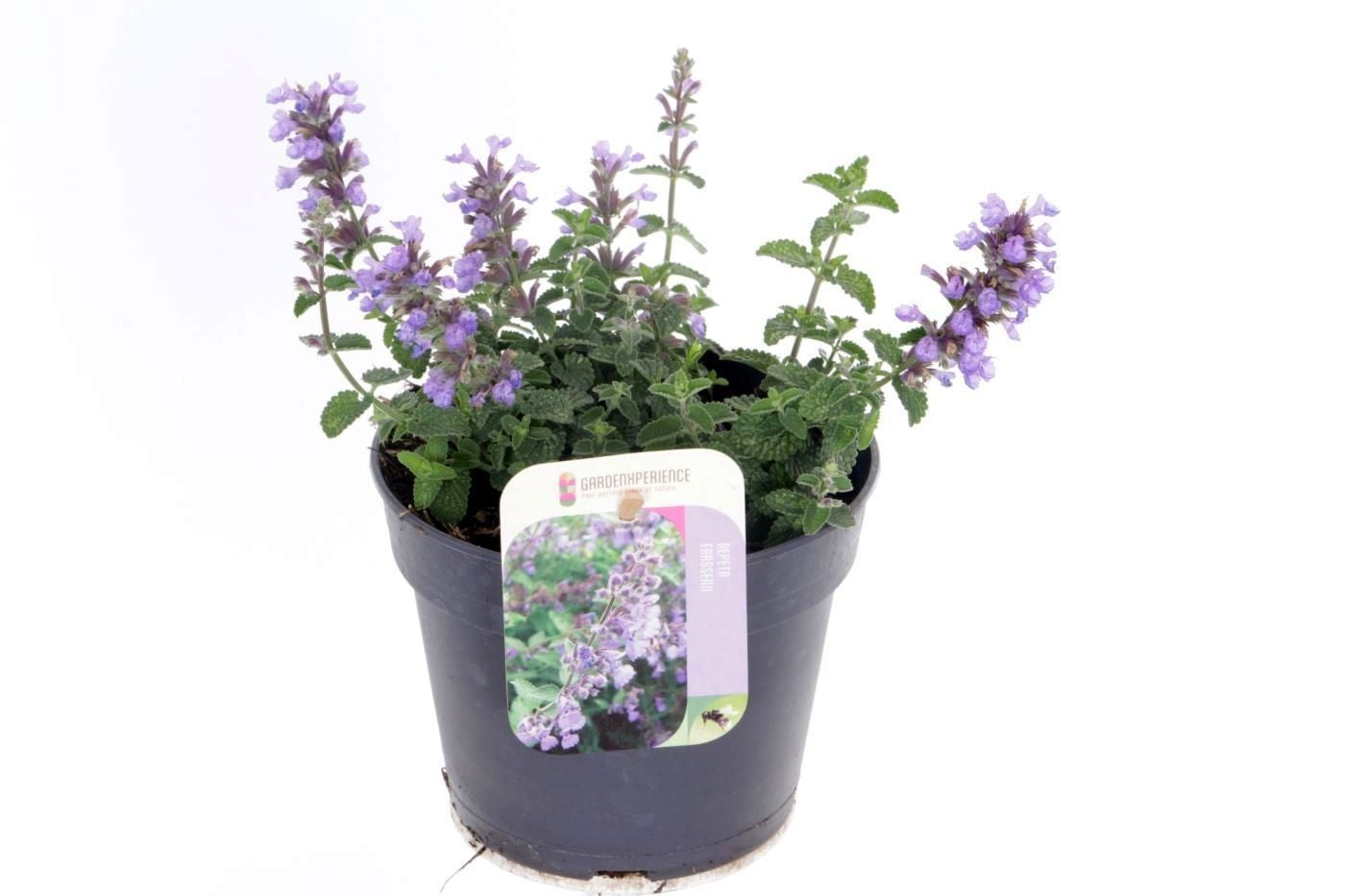 Noordpoel BV, Kw. de Nepeta faassenii Pack of 8