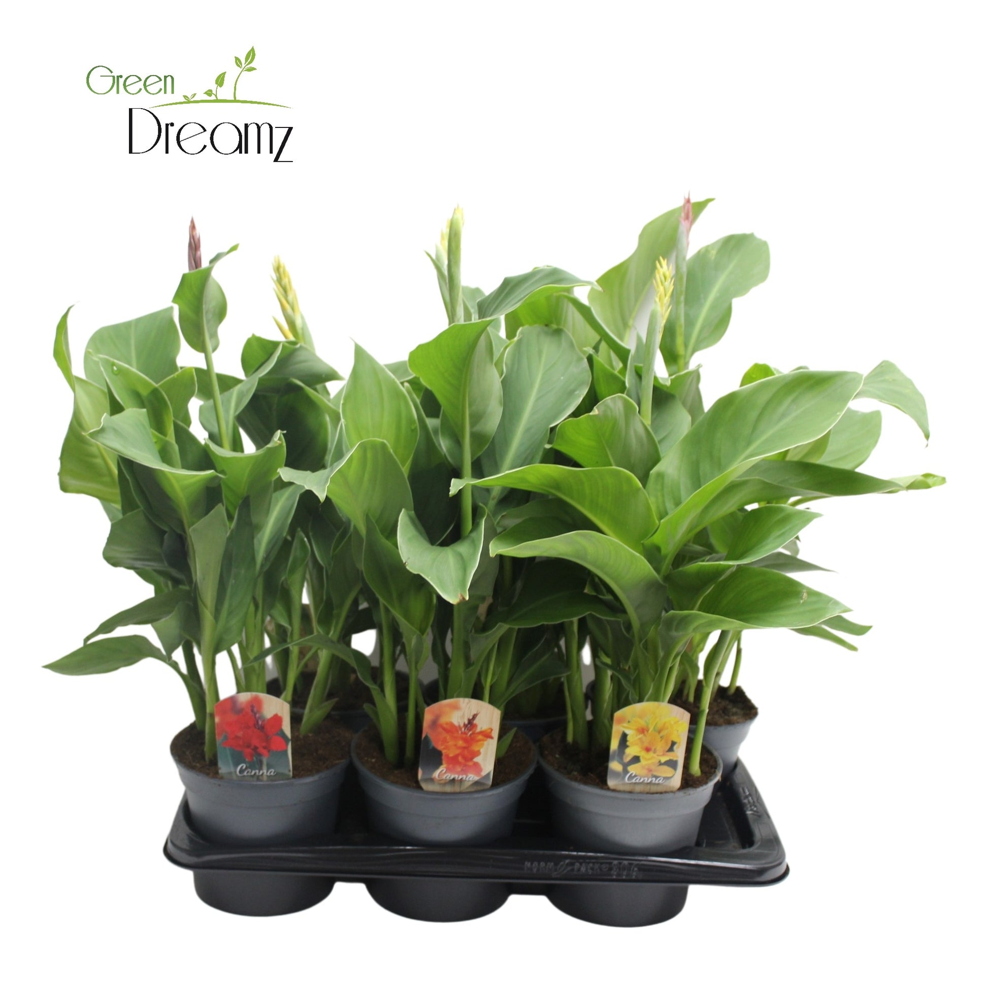 Canna mix 70cm 17cm Pot