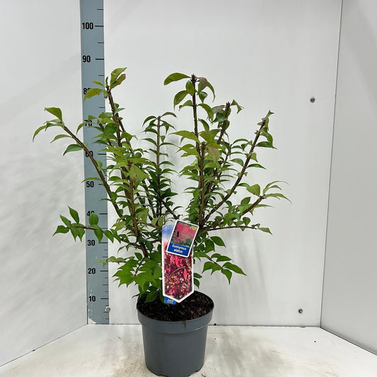 Euonymus jap. Gold Girl 80cm 23cm Pot