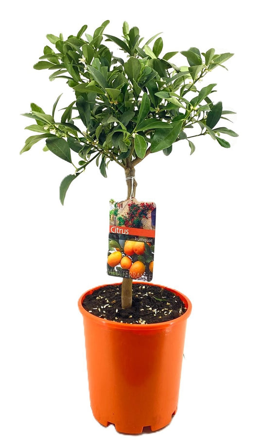 Citrus margarita 65cm 21cm Pot