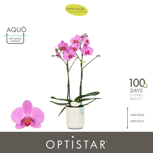 Phalaenopsis pink 60cm 12cm Pot