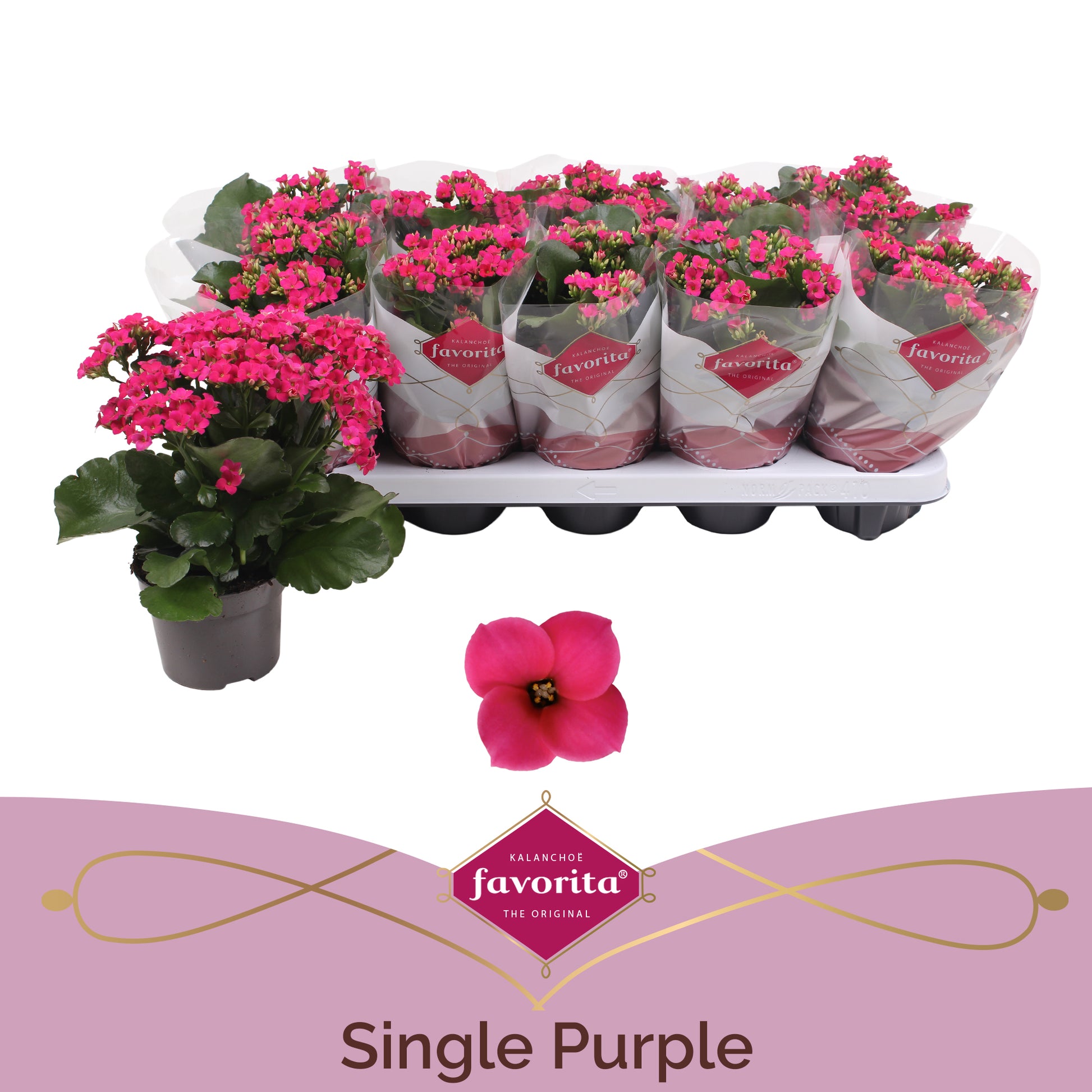 Kalanchoe purple 22cm 10.5cm Pot