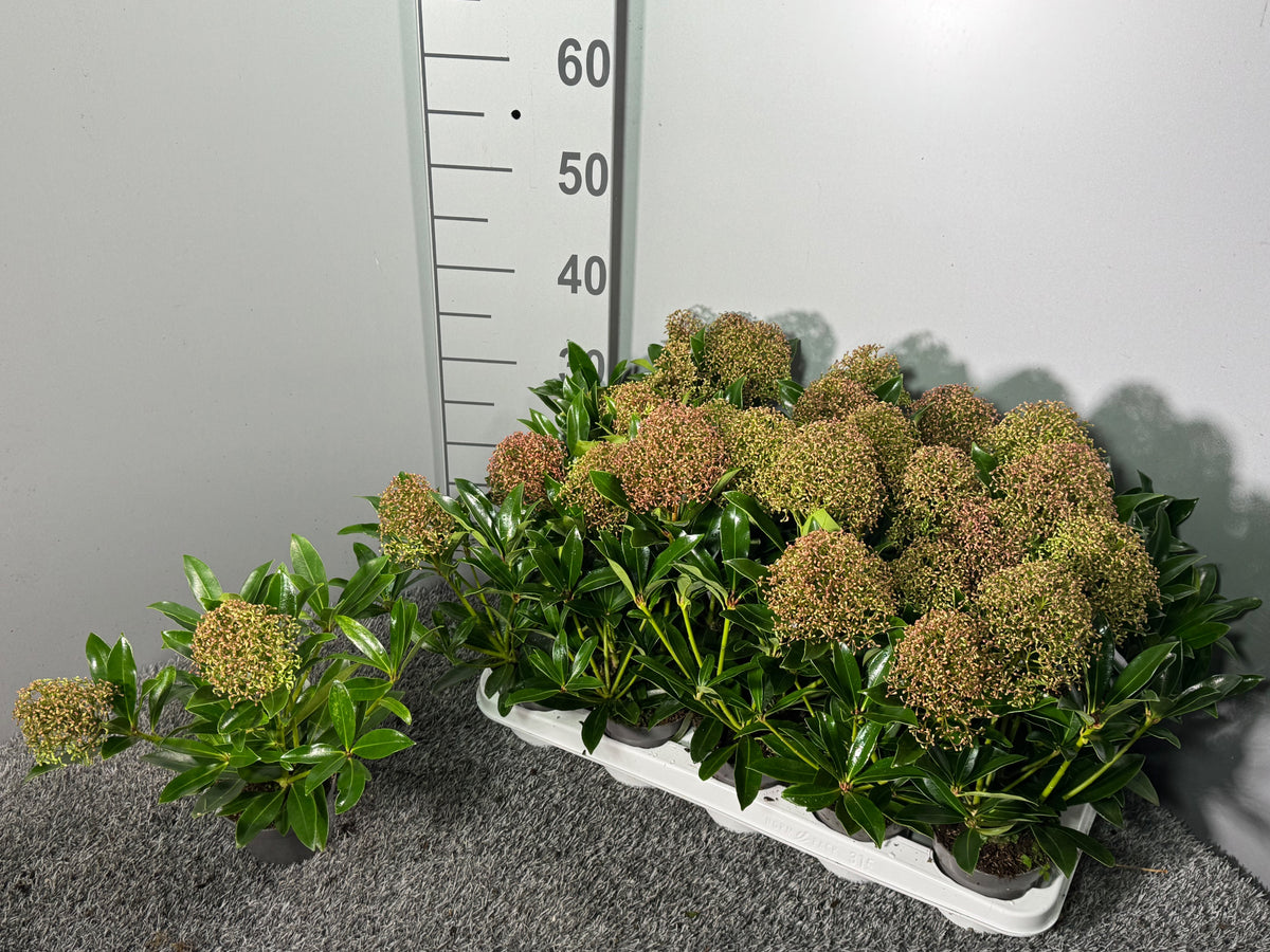 Skimmia japonica Cuba 35cm 10cm Pot