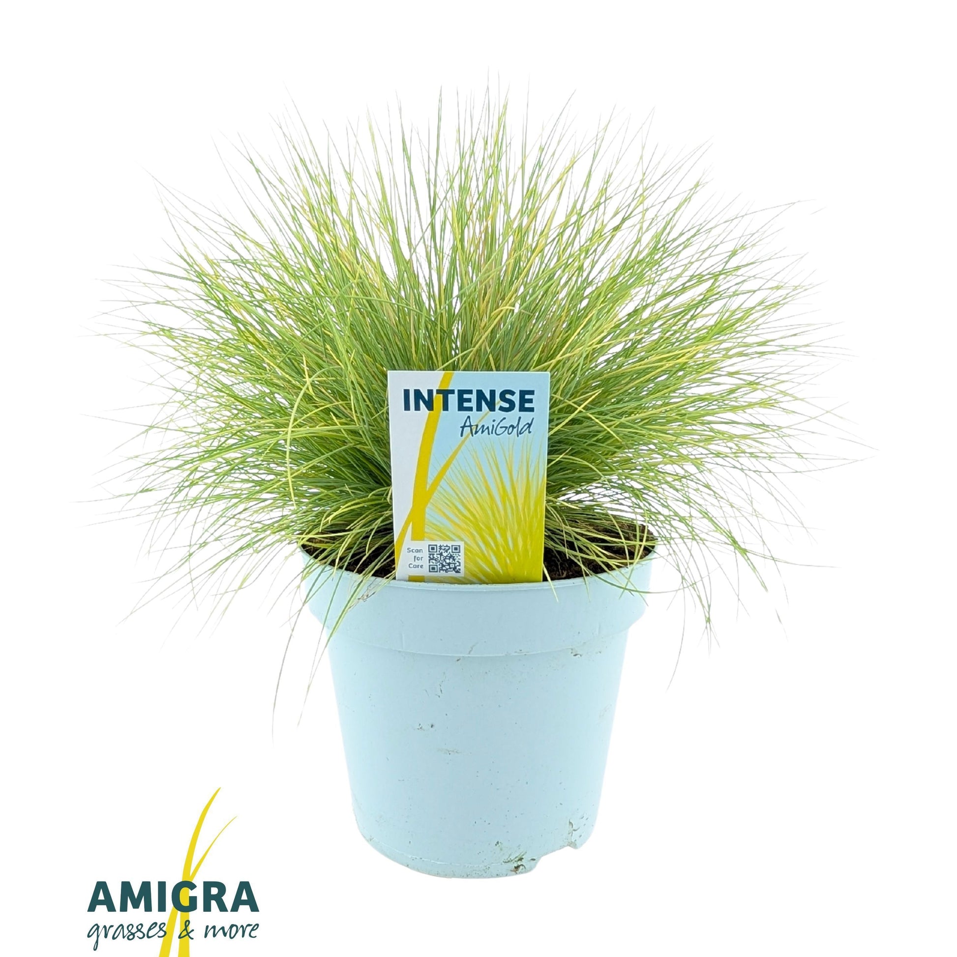 Amigra BV Festuca Amigold Pack of 6