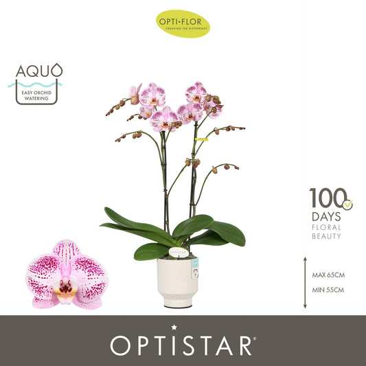 Phalaenopsis Hybrid 60cm 12cm Pot
