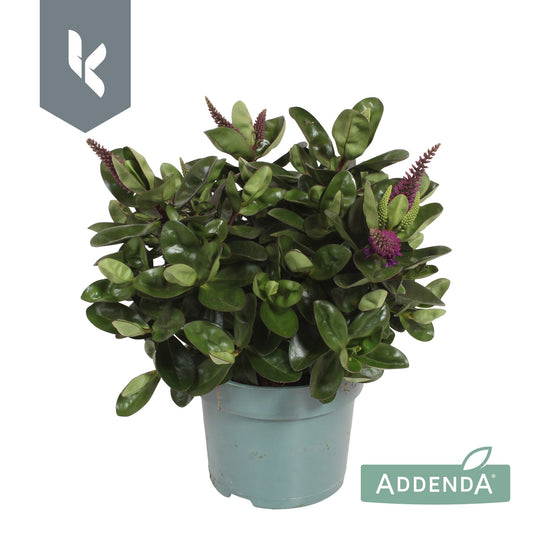 Hebe Hebedonna Alexa 25cm 12cm Pot