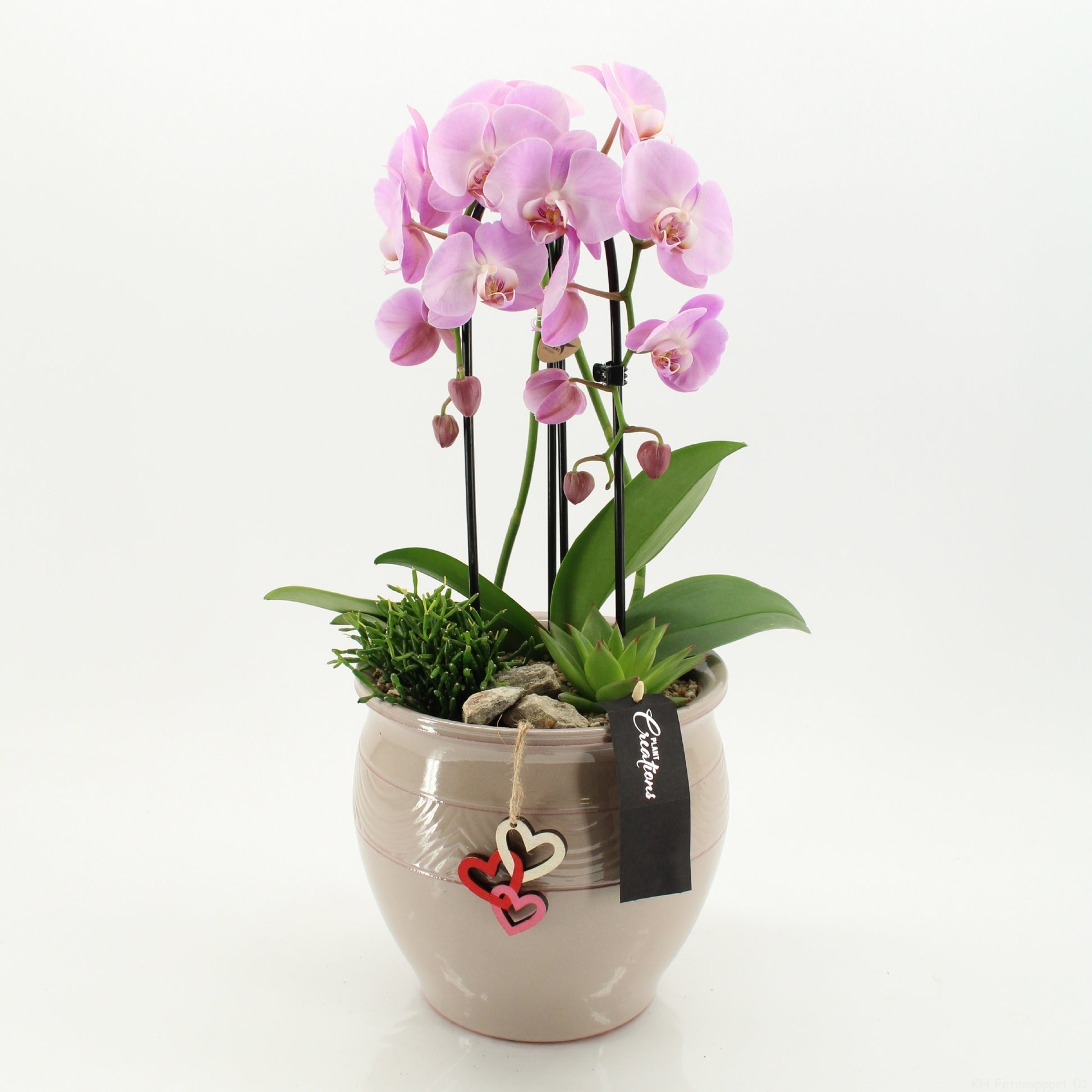 Phalaenopsis arrangement 65cm 20cm Pot