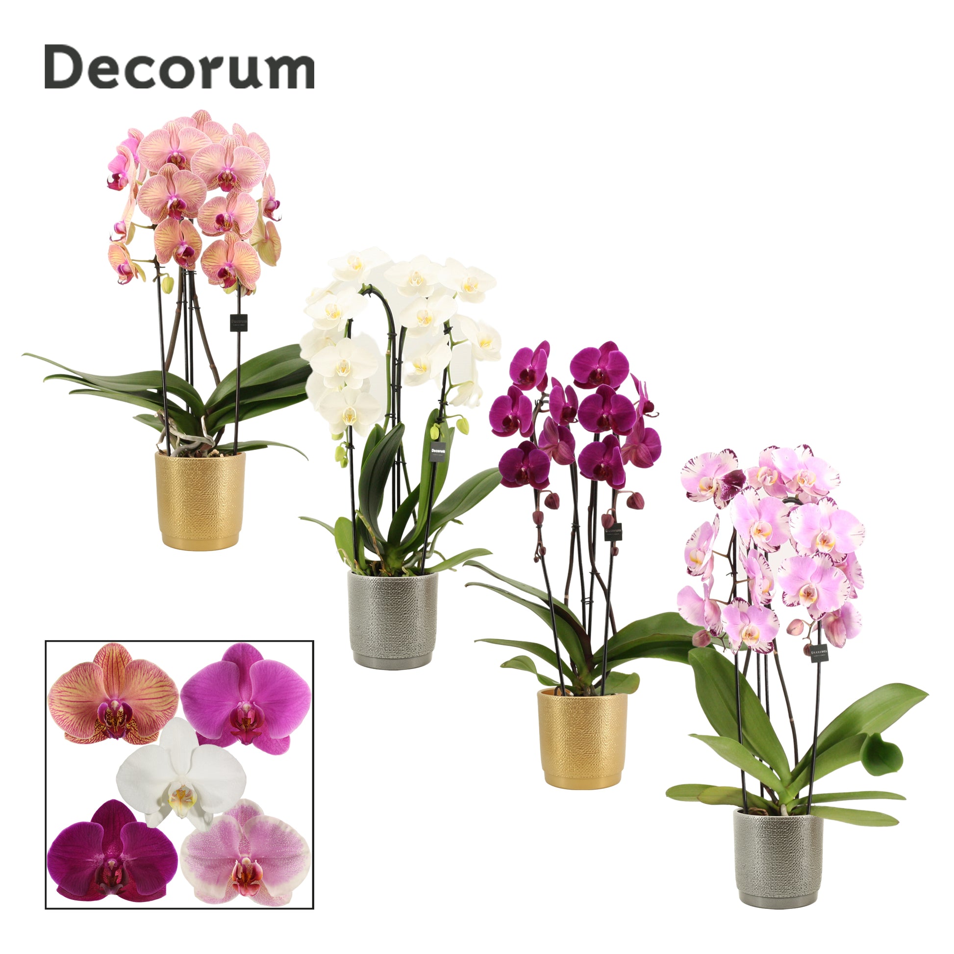 Phalaenopsis mix 55cm 12cm Pot