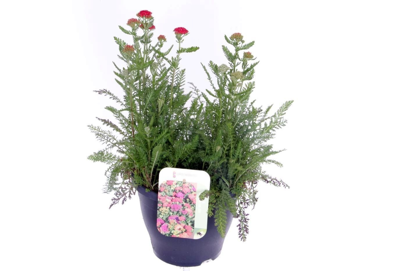Achillea Milly Rock Yellow 50cm 23cm Pot