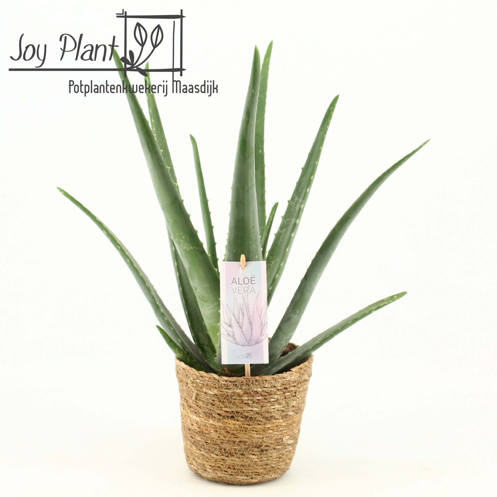 Aloe vera 45cm 15cm Pot