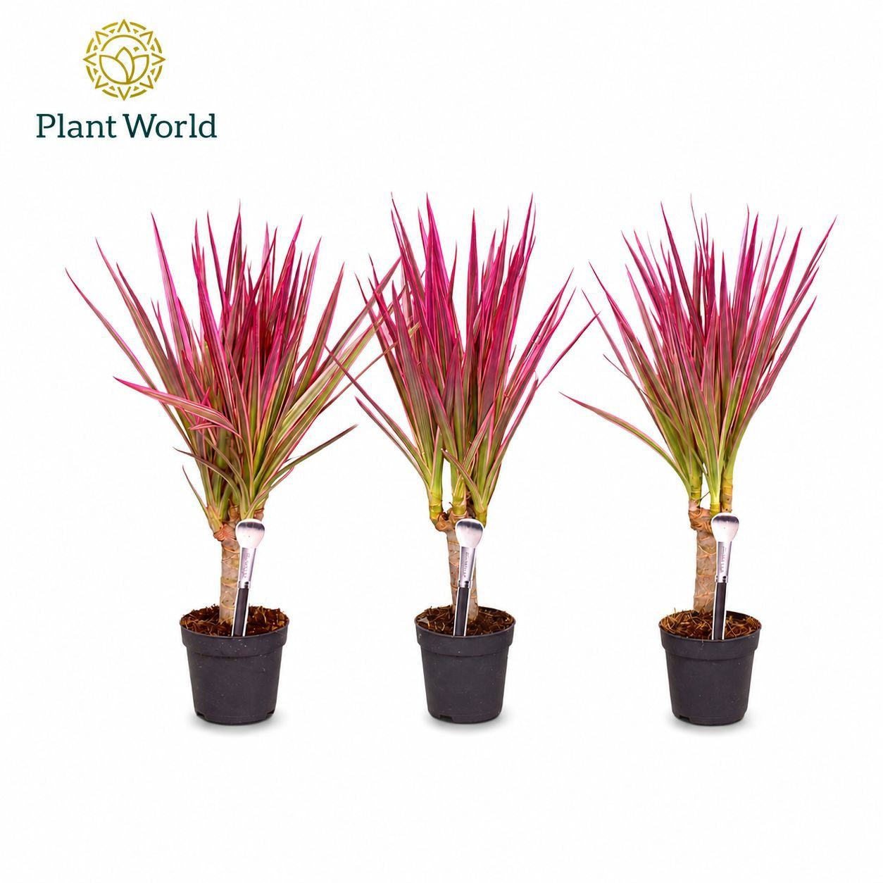 Dracaena Make-Upz Roze 30cm 7cm Pot