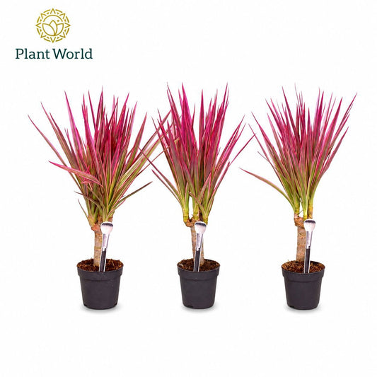 Dracaena Make-Upz Roze 30cm 7cm Pot