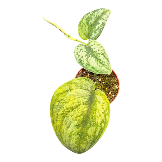 Scindapsus 15cm 9cm Pot