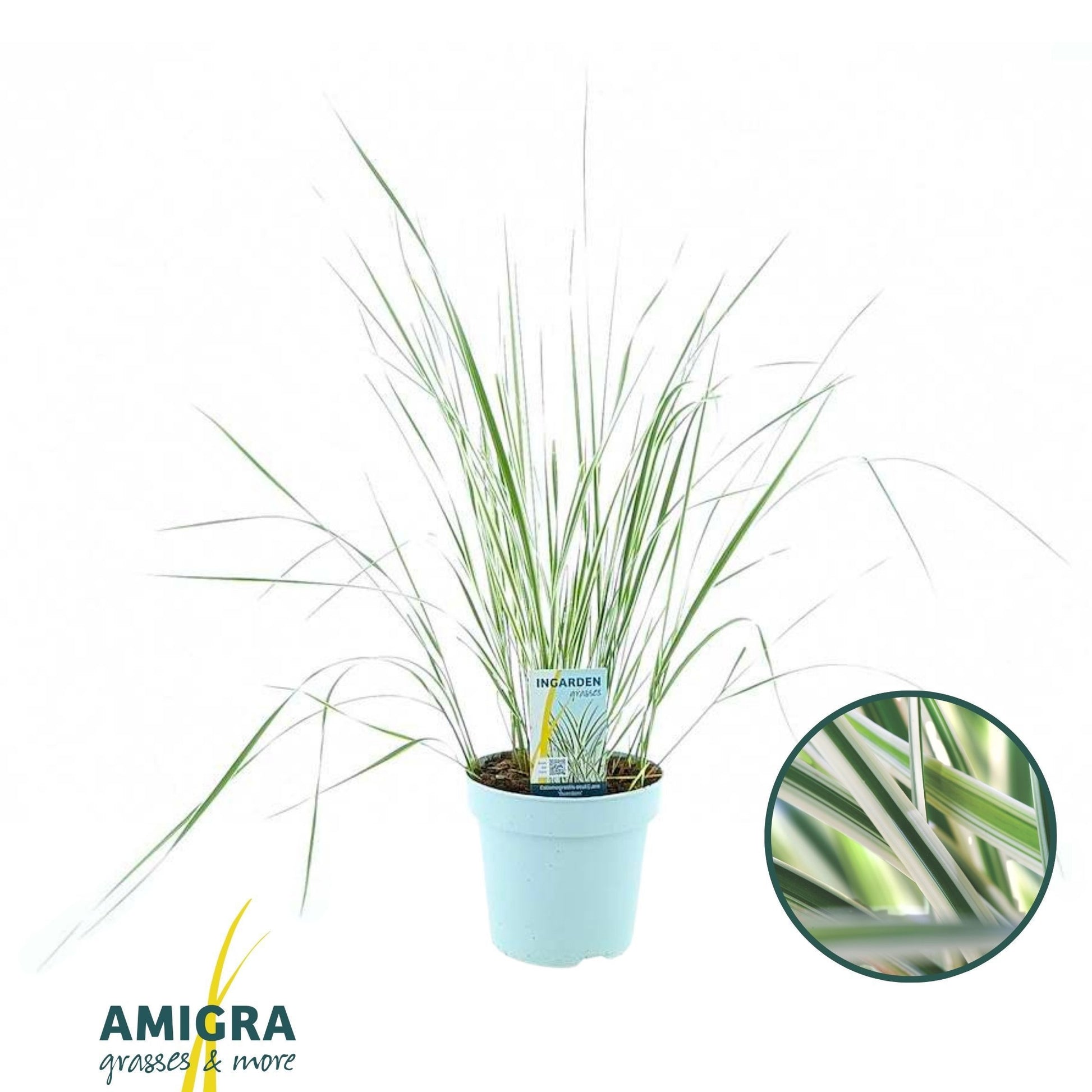 Calamagrostis Overdam 65cm 17cm Pot
