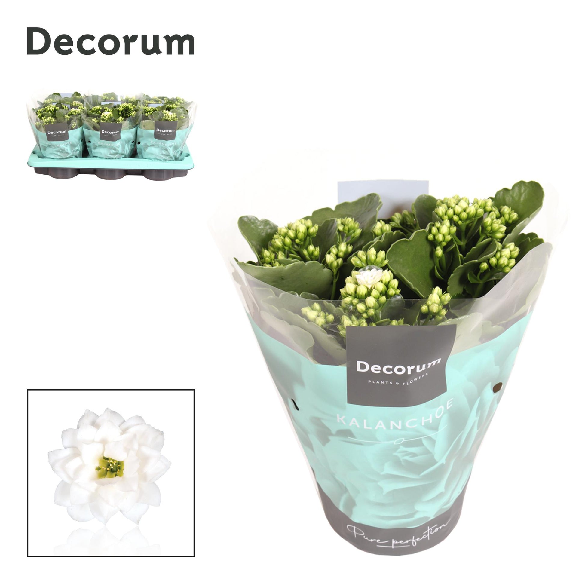 Kalanchoe double white decorum 26cm 15cm Pot