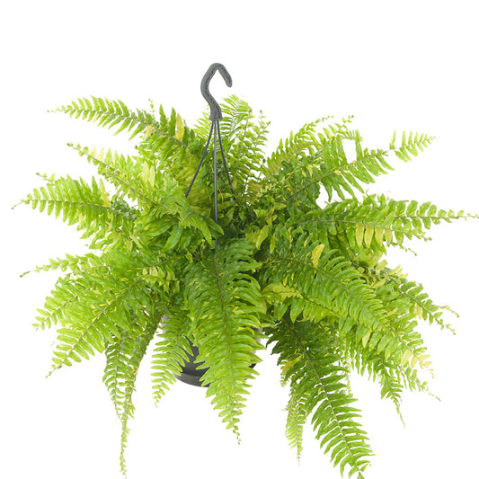Nephrolepis exaltata 60cm 20cm Pot