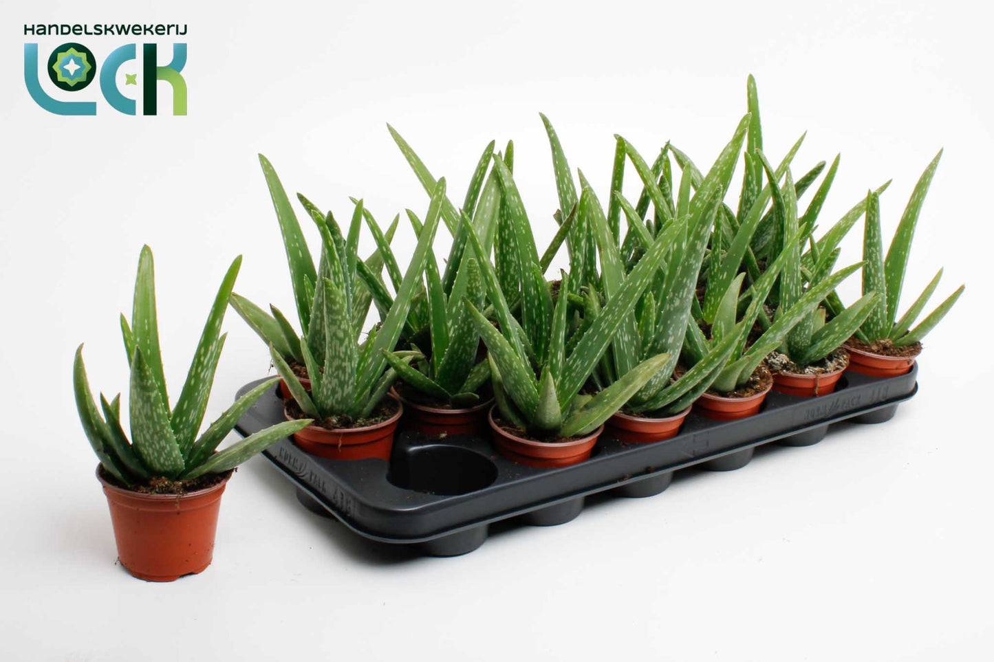Lock, Handelskwekerij Aloe vera Pack of 18