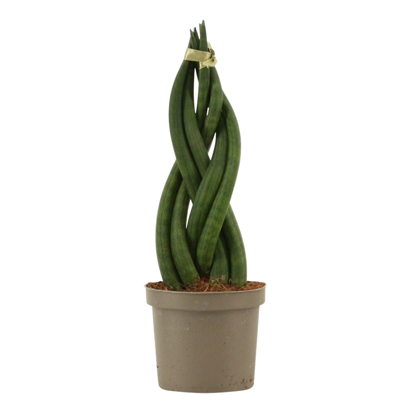 Sansevieria cylindrica 25cm 9cm Pot