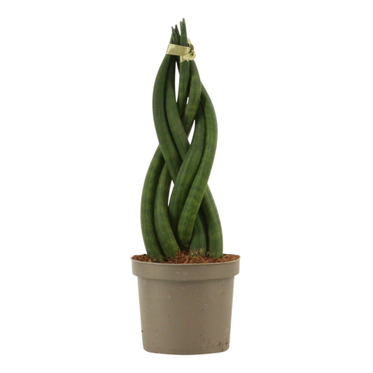 Sansevieria cylindrica 25cm 9cm Pot