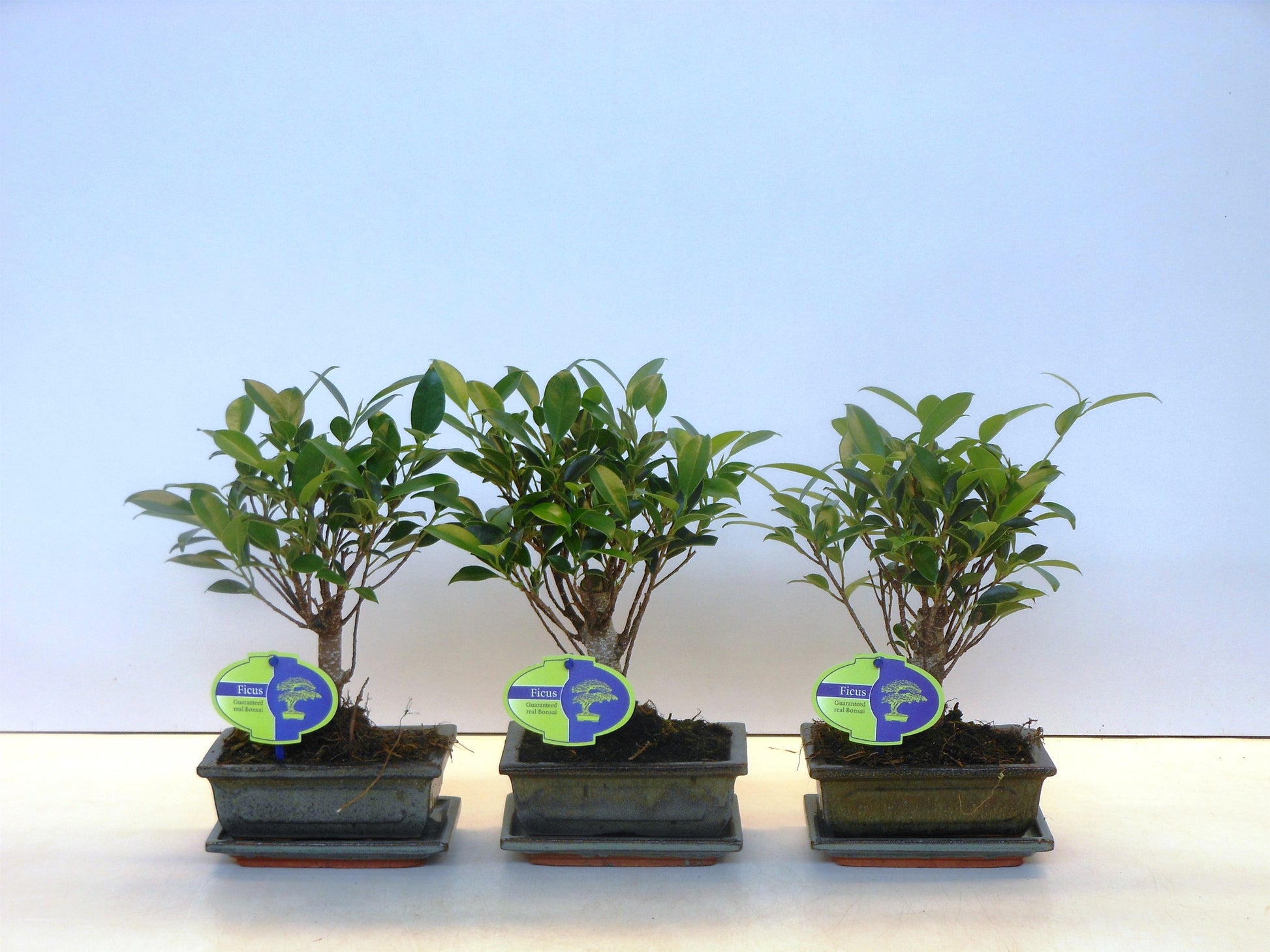 Bonsai Mix 25cm 15cm Pot