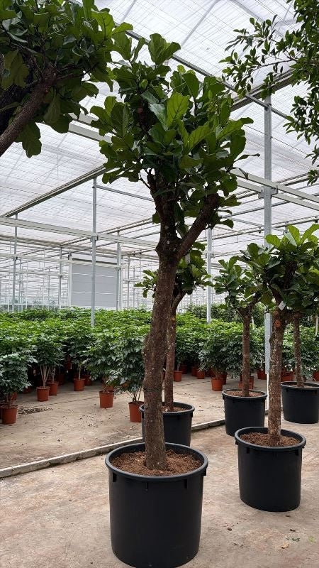 Ficus lyrata 450cm 80cm Pot