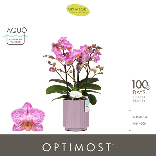 Phalaenopsis multiflora Honeybee 45cm 12cm Pot