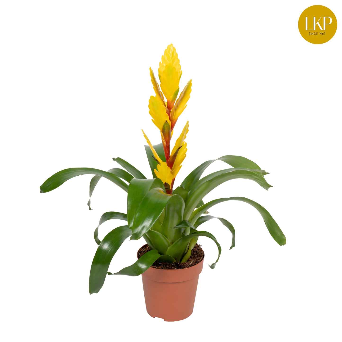 LKP plants Vriesea Vision Pack of 10