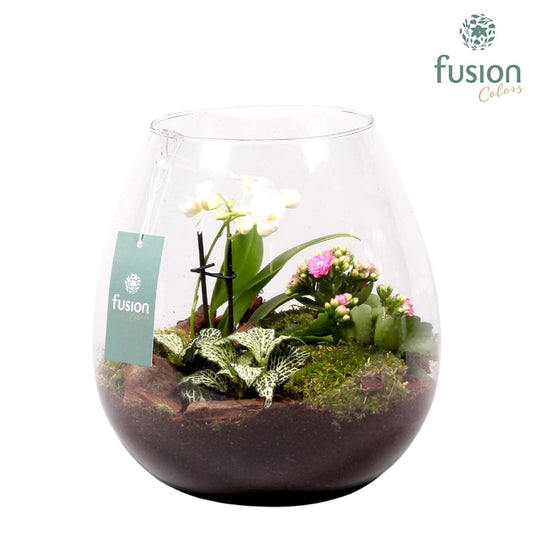 Green Bottle Abby met Phalaenopsis 25cm 24cm Pot