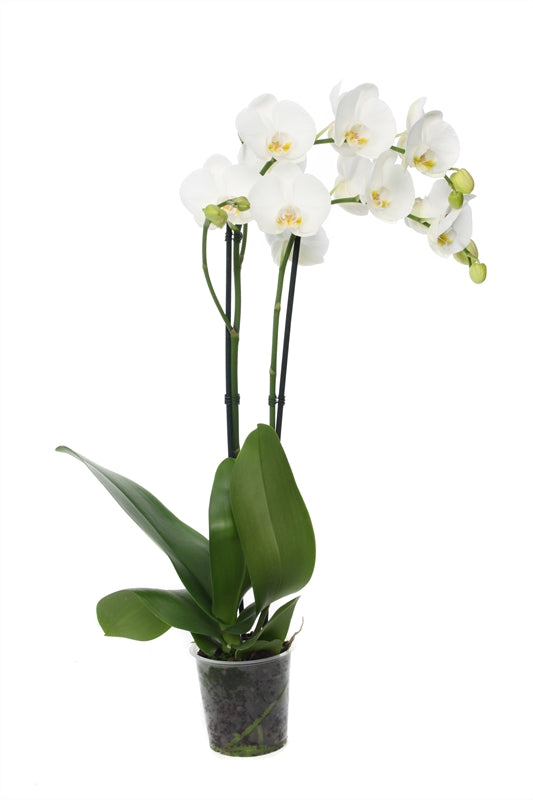 Phalaenopsis white 75cm 12cm Pot