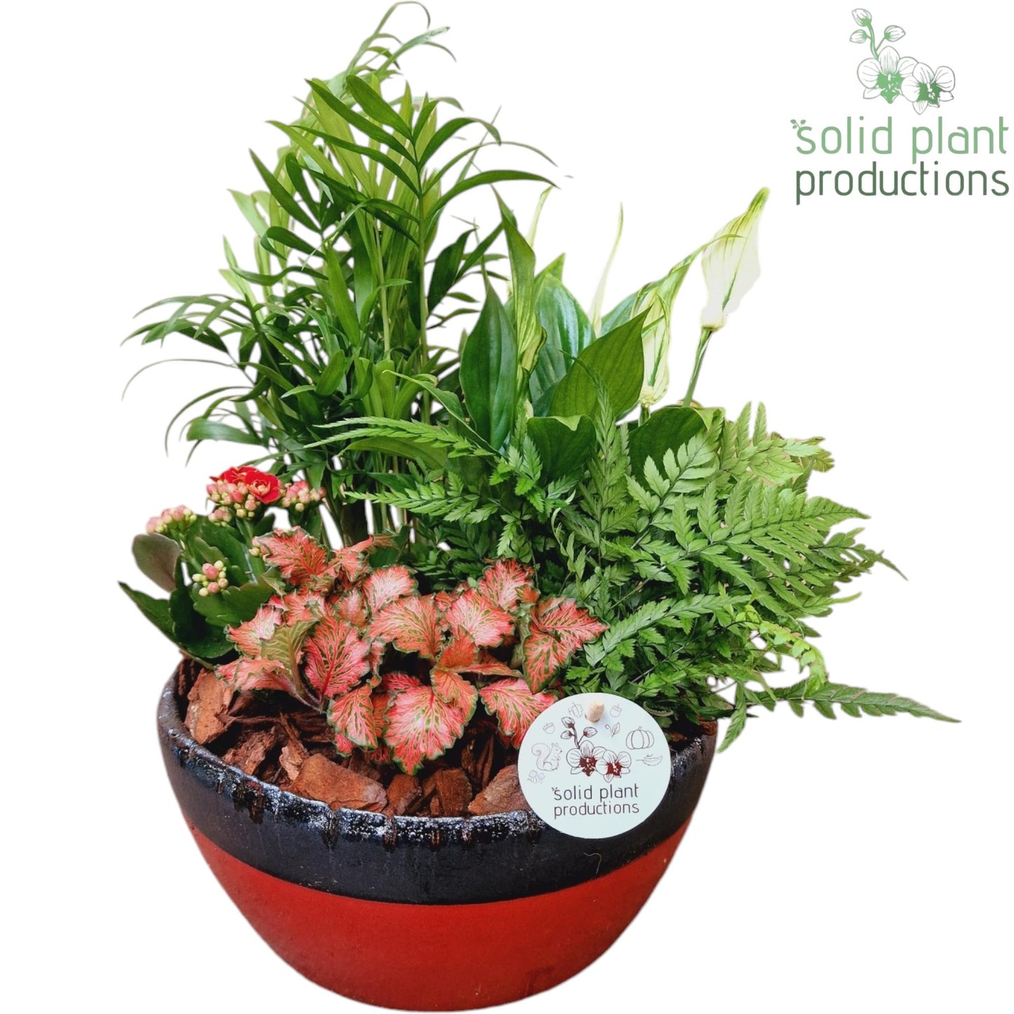Solid Plant Productions SC082 Olivia Red 5PP Mix Pack of 2