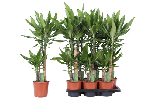 Dracaena frag. Steudneri 80cm 17cm Pot