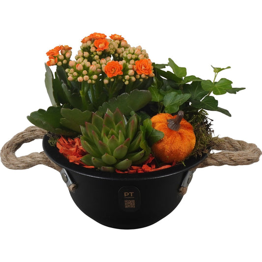 Indoor arrangement 18cm 16cm Pot