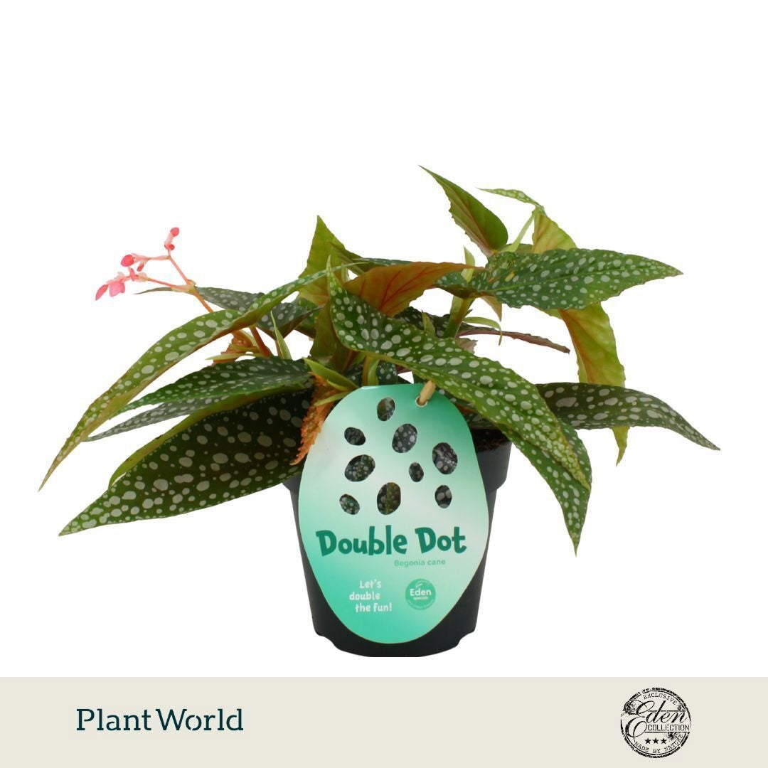 Begonia Double Dot 20cm 12cm Pot