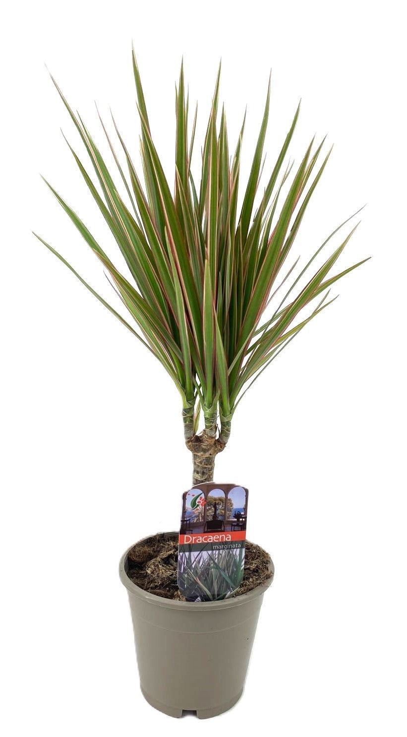 Dracaena Bicolor 40cm 12cm Pot