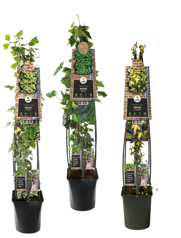 Hedera mix tray 23cm Pot