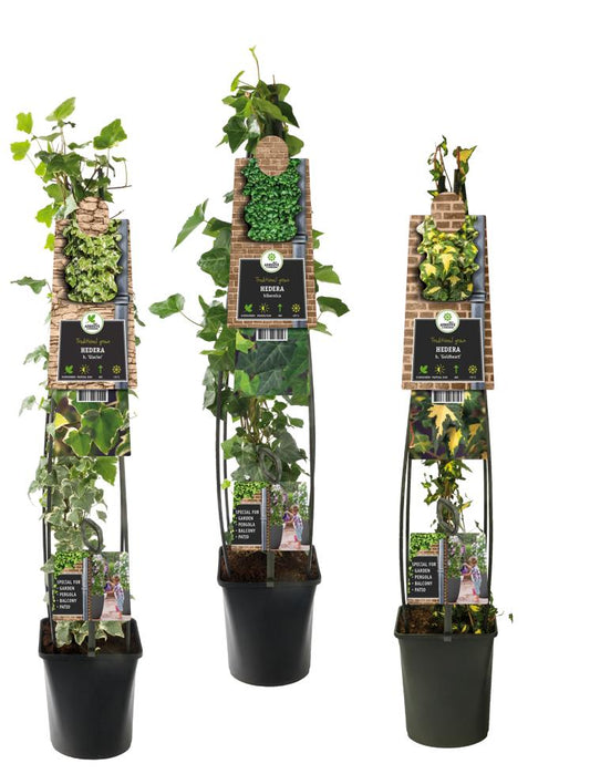 Hedera mix tray 23cm Pot