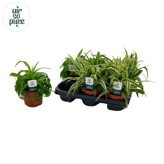 Chlorophytum mix 25cm 13cm Pot