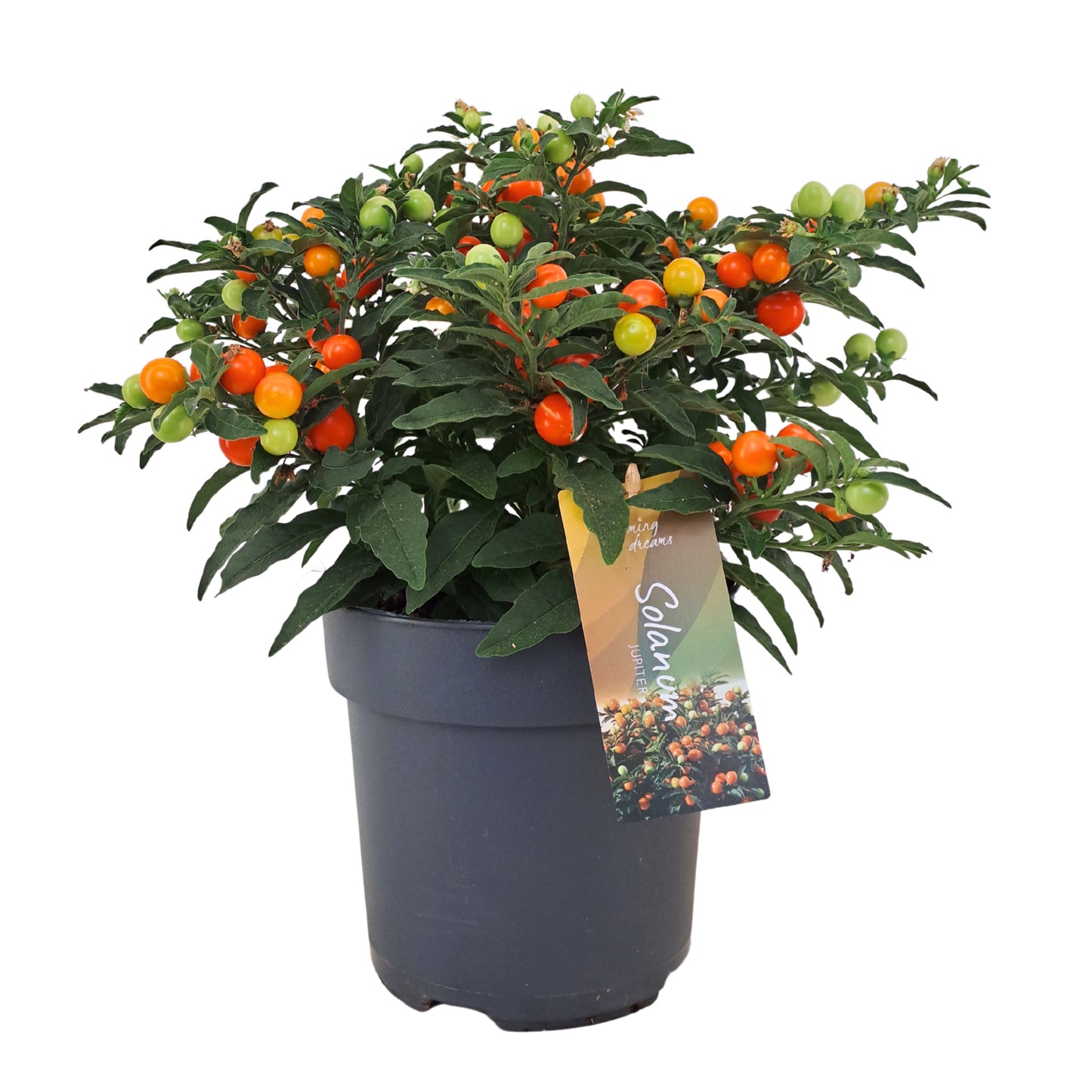 AltaNova Solanum pseudocapsicum Pack of 6