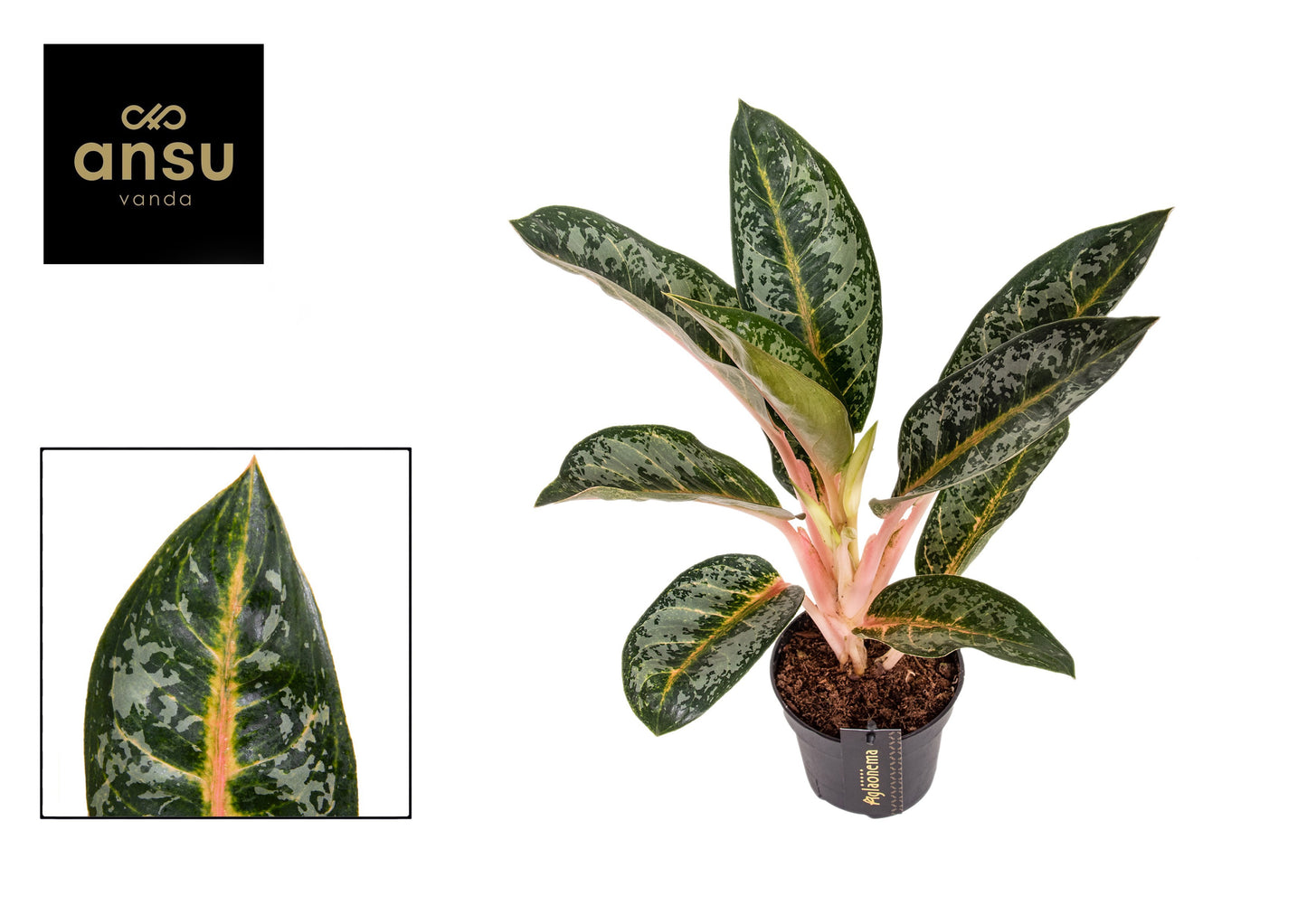 Aglaonema Orange Flame 40cm 12cm Pot