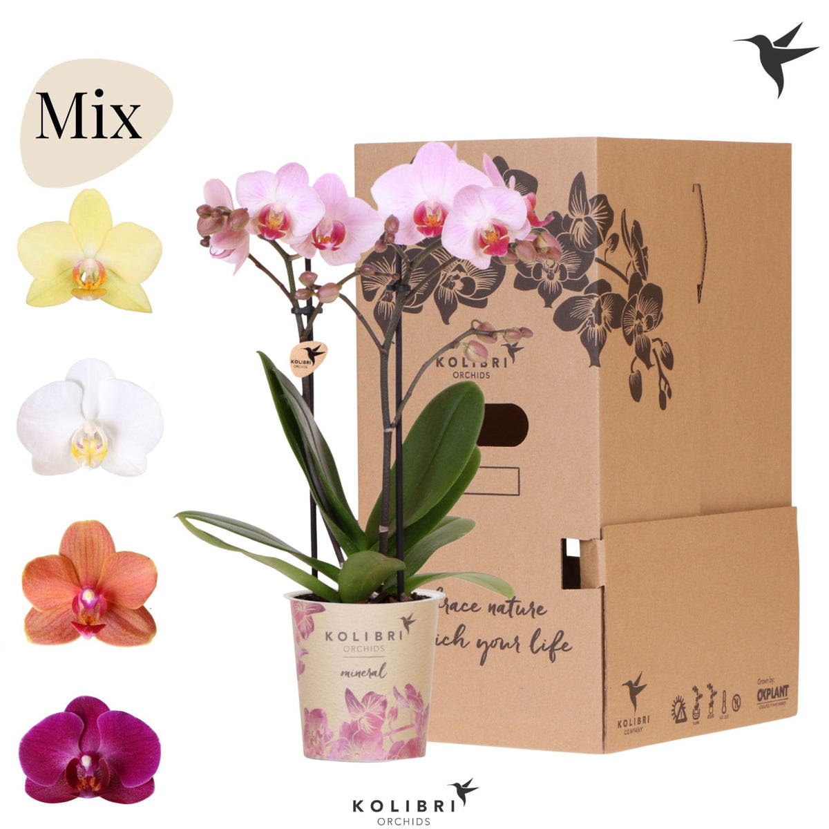 Phalaenopsis mix 40cm 9cm Pot